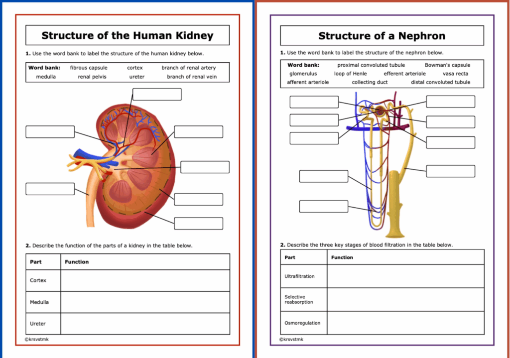 Kidneys Diagram Worksheet