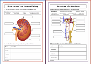 Kidneys Diagram Worksheet