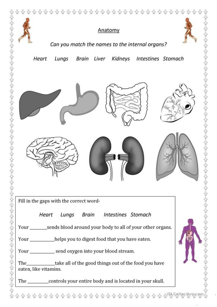 Kids Anatomy Worksheets