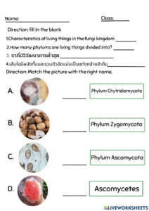Kingdom Fungi Worksheet Engaging Activities For Learning About Fungal