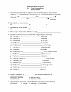 Knee Anatomy Chapter 16 Worksheet 1 Anatomy Worksheets