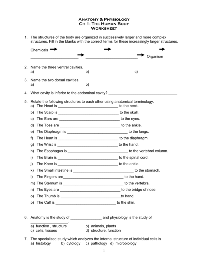 Knee Anatomy Chapter 16 Worksheet 1 Anatomy Worksheets