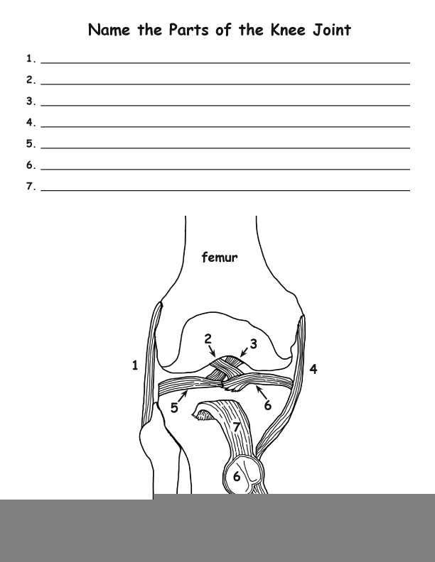 Knee Anatomy Worksheet Anatomy Worksheets