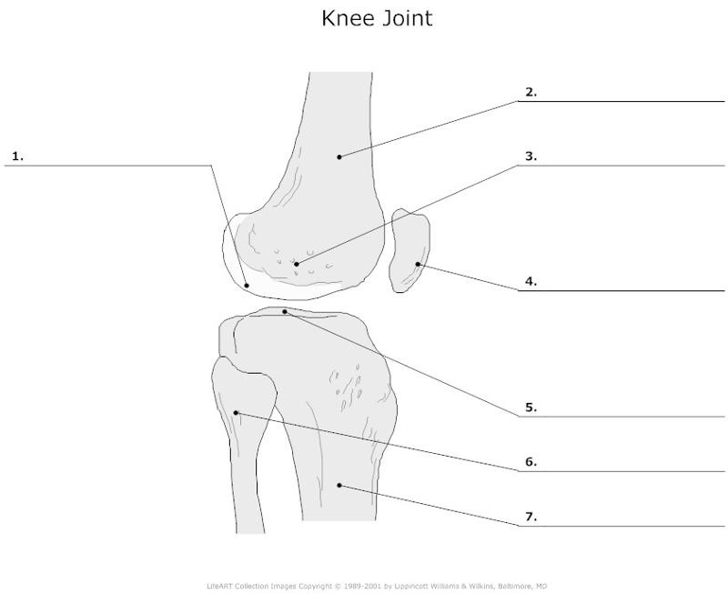 Knee Anatomy Worksheet Answers Anatomy Worksheets