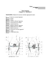 Knee Worksheet docx Name Date Knee Anatomy Chapter 16 Worksheet 1 