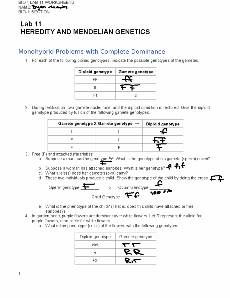 LAB 11 Genetics Worksheets NAME BIO 1 SECTION Lab 11 HEREDITY AND 