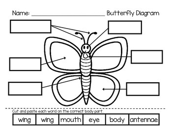 Label A Butterfly Butterfly Diagrams Worksheets And EASEL Activities
