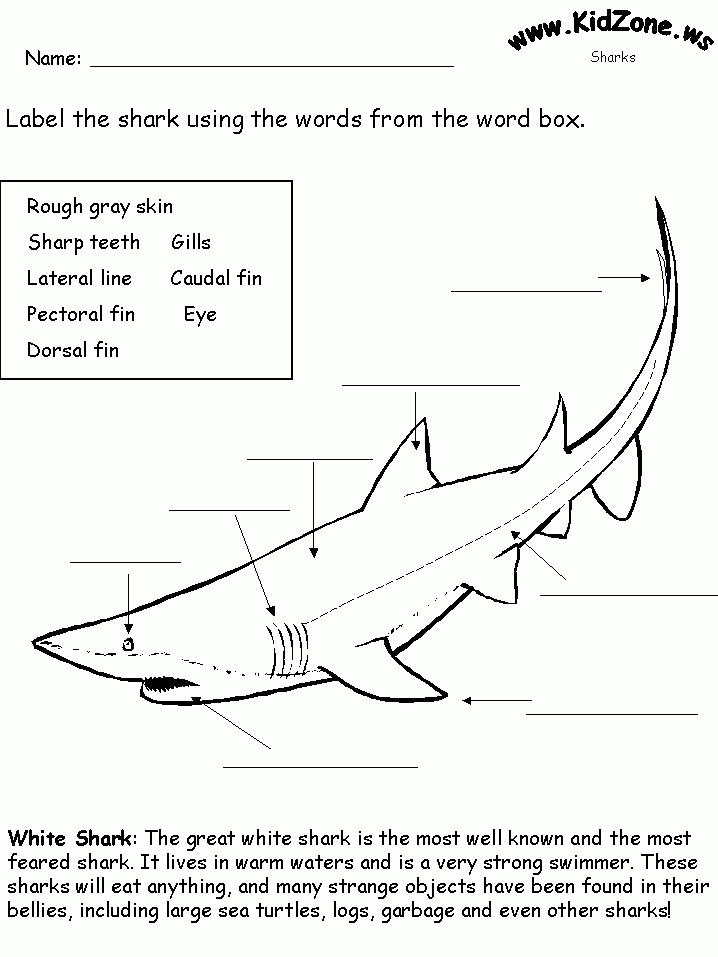 Label A Shark Worksheet