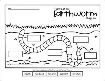 Label An Earthworm Diagram Parts Of An Earthworm Labeling Life 