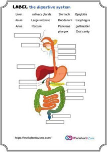 Label Digestive Systems Worksheet Worksheetszone Worksheets Library