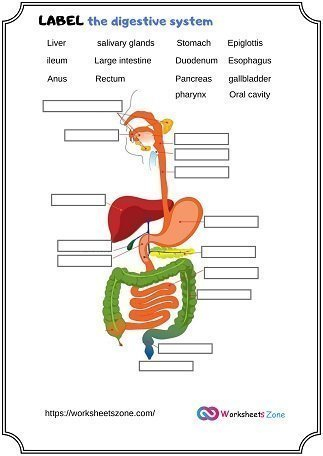 Label Digestive Systems Worksheet Worksheetszone Worksheets Library