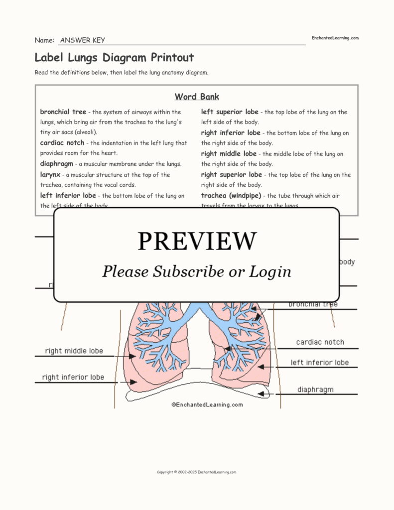 Label Lungs Diagram Printout Enchanted Learning