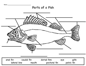 Label Parts Of A Fish Teaching Resources TPT