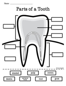 Label Parts Of A Tooth Worksheet