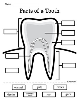 Label Parts Of A Tooth Worksheet