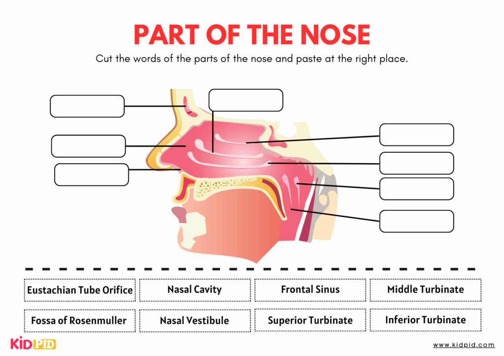 Label Parts Of Nose Worksheet Kidpid