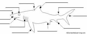 Label Shark Anatomy Printout EnchantedLearning