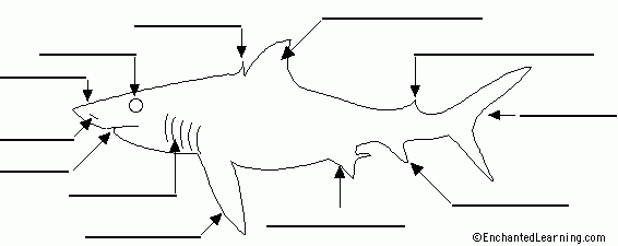 Label Shark Anatomy Printout EnchantedLearning