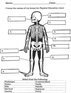 Label The Bones Worksheet