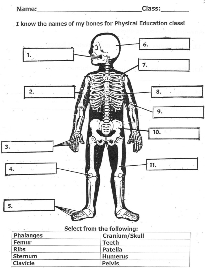Label The Bones Worksheet