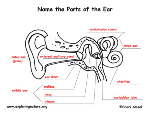 Label The Ear Anatomy Diagram Worksheet Answers Anatomy Worksheets