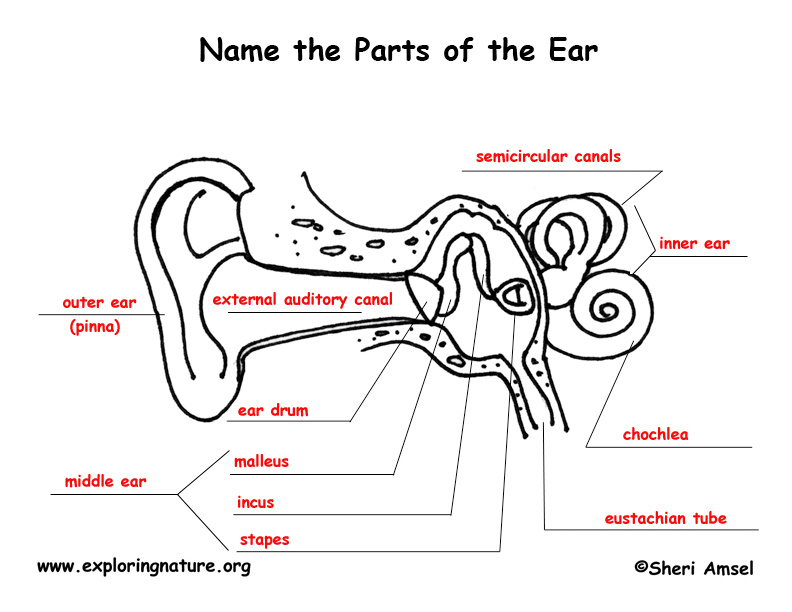 Label The Ear Anatomy Diagram Worksheet Answers Anatomy Worksheets