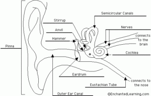Label The Ear Anatomy Diagram Worksheet Answers Anatomy Worksheets