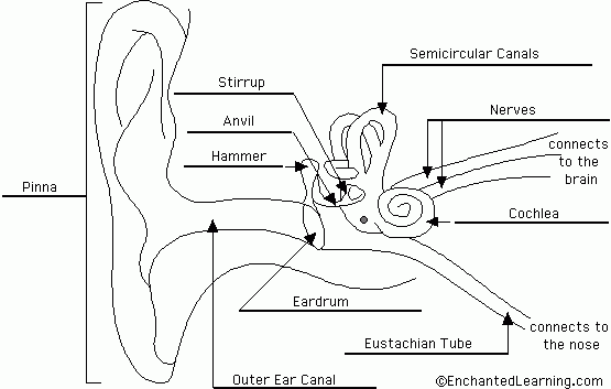 Label The Ear Anatomy Diagram Worksheet Answers Anatomy Worksheets