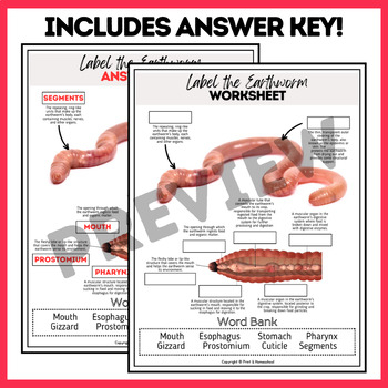 Label The Earthworm Anatomy Worksheet Includes Answer Key Word Bank