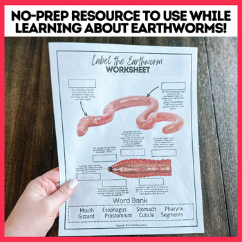 Label The Earthworm Anatomy Worksheet Includes Answer Key Word Bank