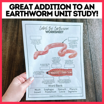 Label The Earthworm Anatomy Worksheet Includes Answer Key Word Bank