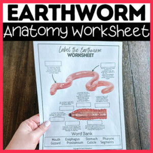 Label The Earthworm Anatomy Worksheet Includes Answer Key Word Bank