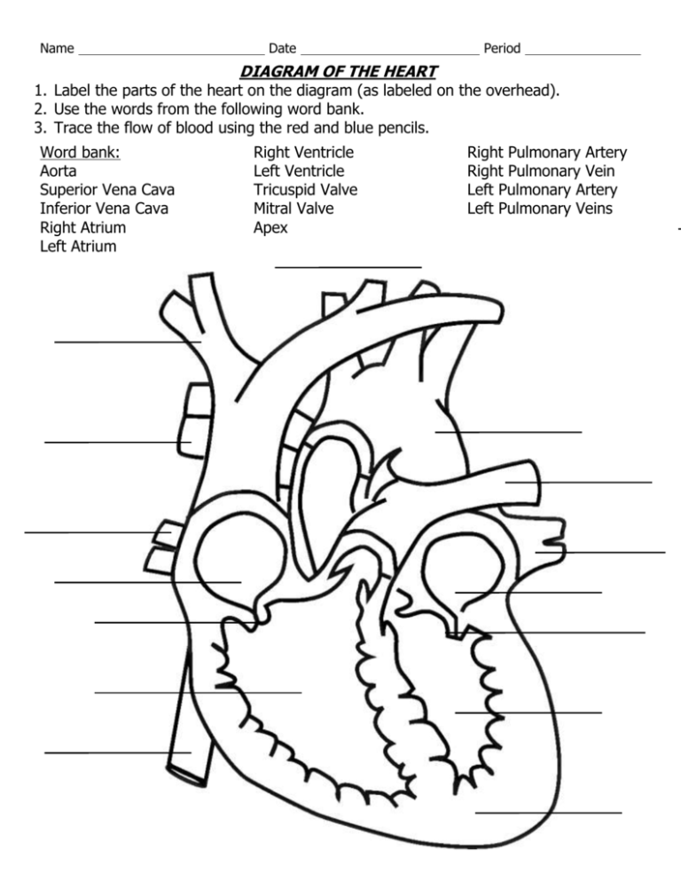Label The Heart Answers
