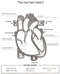 Label The Heart Diagram Worksheets Answers
