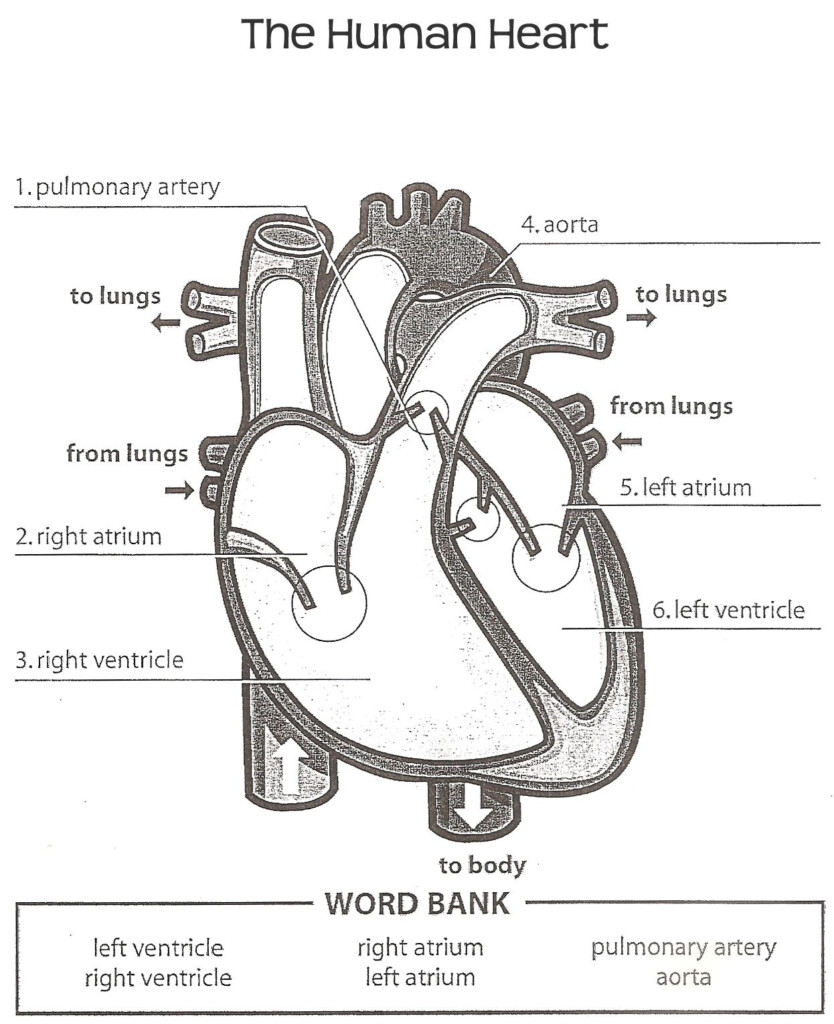 Label The Heart Diagram Worksheets Answers