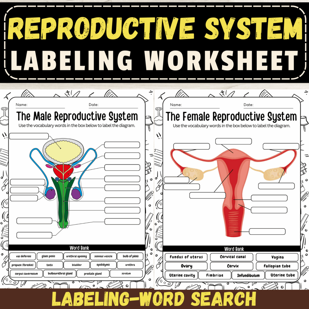 Label The Male And Female Reproductive System Worksheet Explore Human 