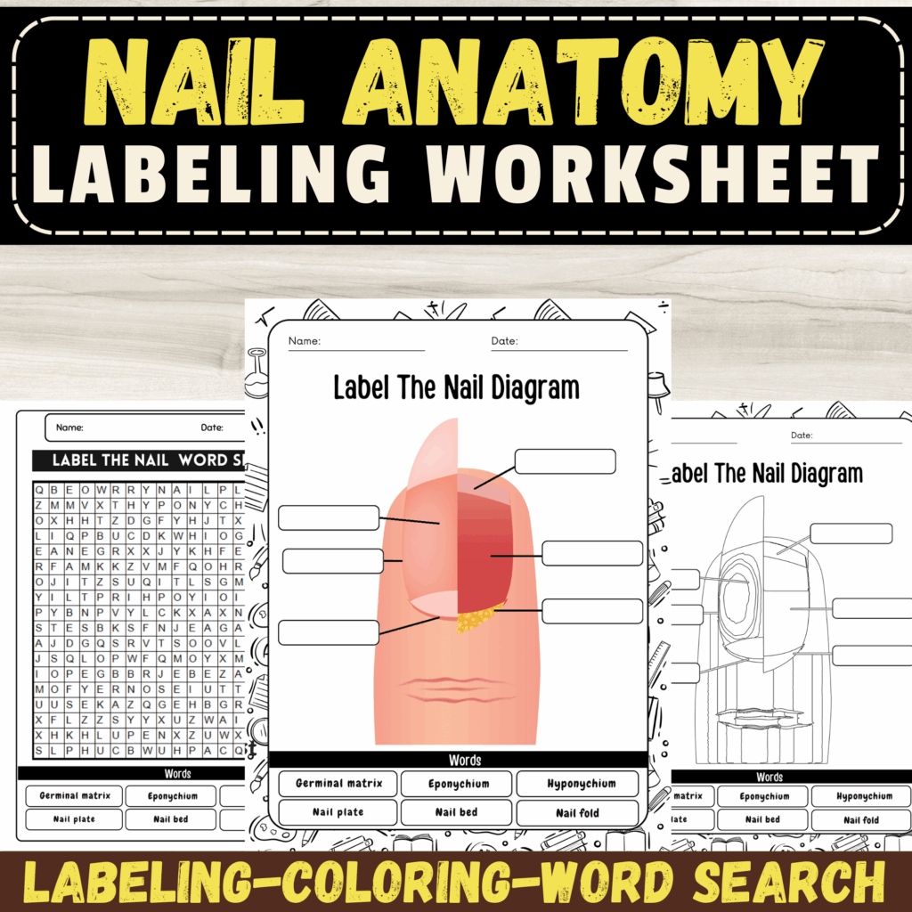 Label The Nail Diagram Nail Anatomy Labeling Worksheets And 