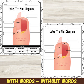 Label The Nail Diagram Nail Anatomy Labeling Worksheets And Activities