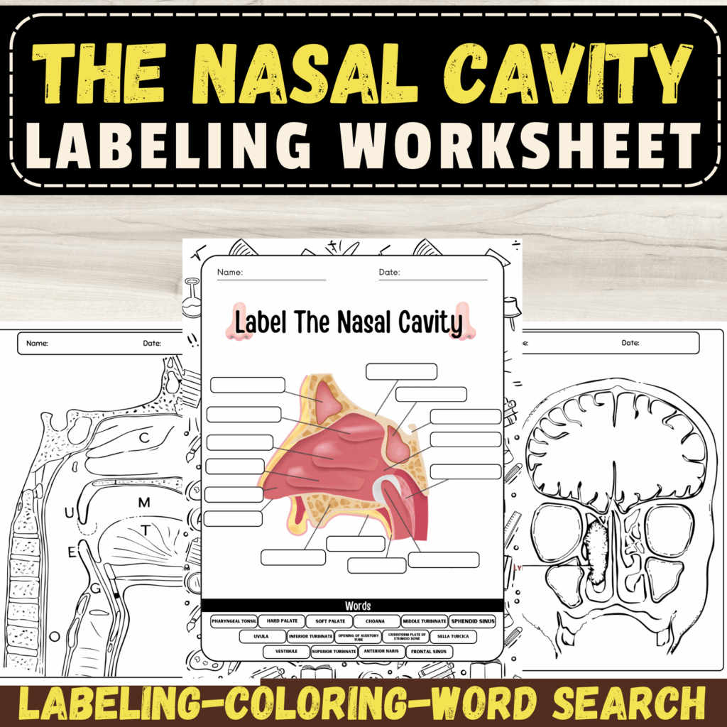 Label The Nasal Cavity Human Nose Anatomy Labeling Worksheet With 