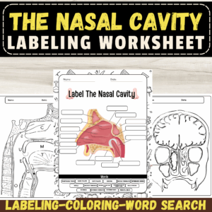 Label The Nasal Cavity Human Nose Anatomy Labeling Worksheet With