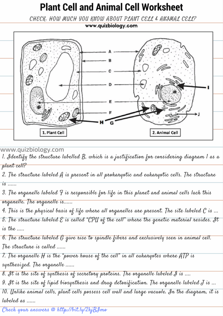 Label The Parts Of An Animal Cell Worksheet Answer Key