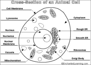 Label The Parts Of An Animal Cell Worksheet Answer Key