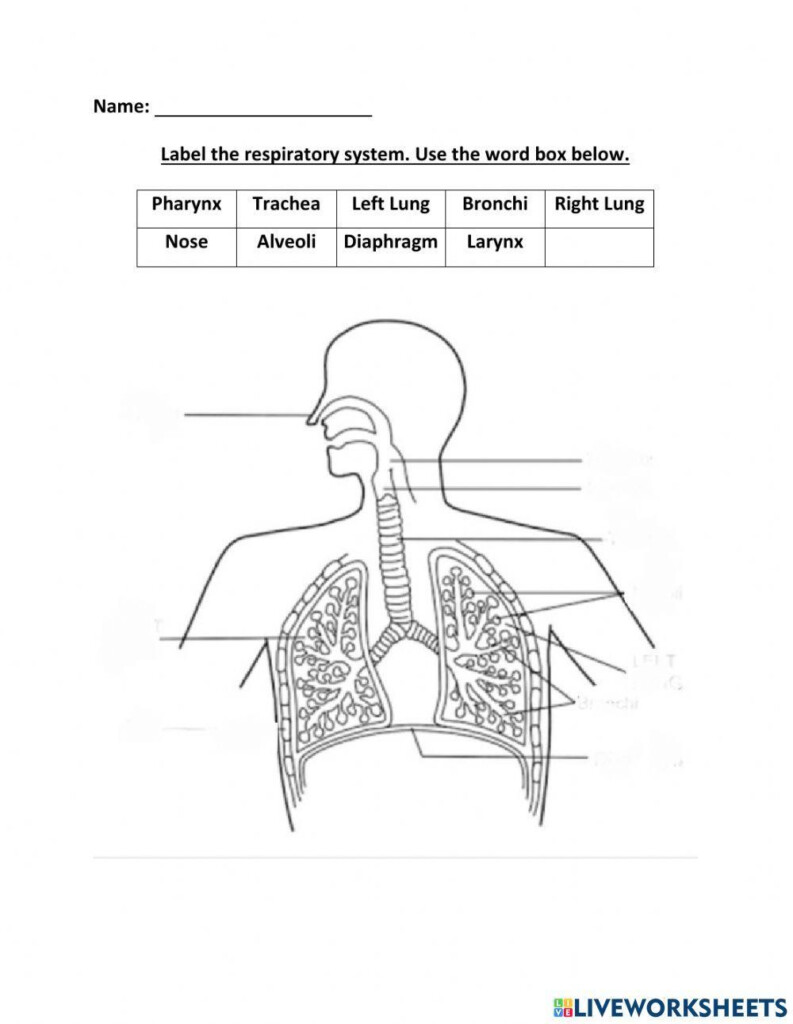 Label The Respiratory System Interactive Worksheet Live Worksheets 