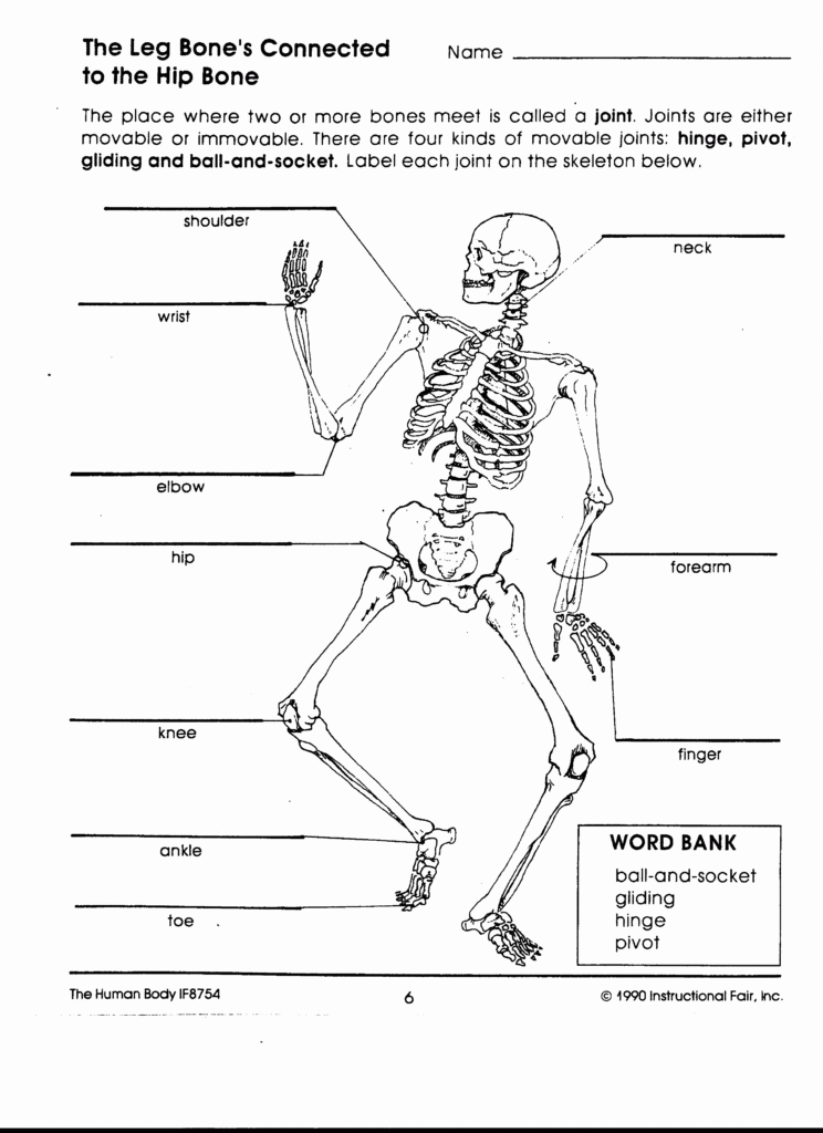 Label The Skeletal System Worksheet