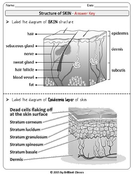 Label The Skin Anatomy Diagram Answers
