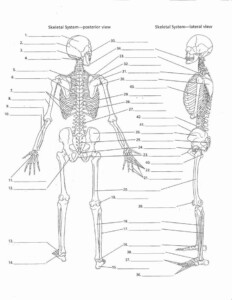 Labeling The Skeleton Worksheet