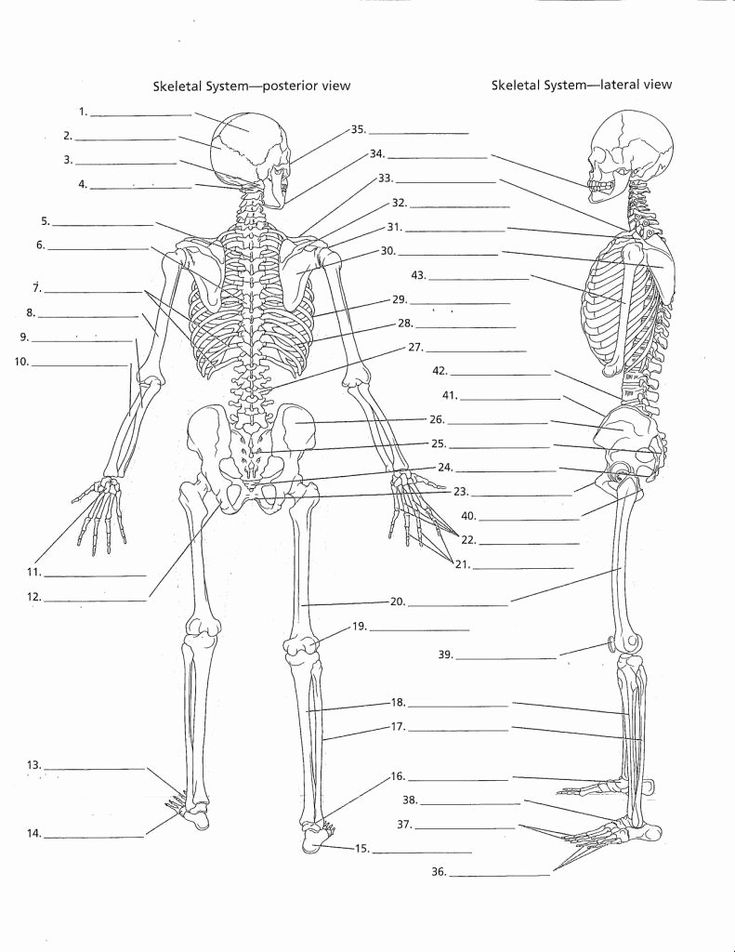 Labeling The Skeleton Worksheet