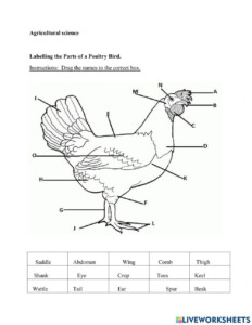 Labelling The Parts Of A Chicken Worksheet Ingles