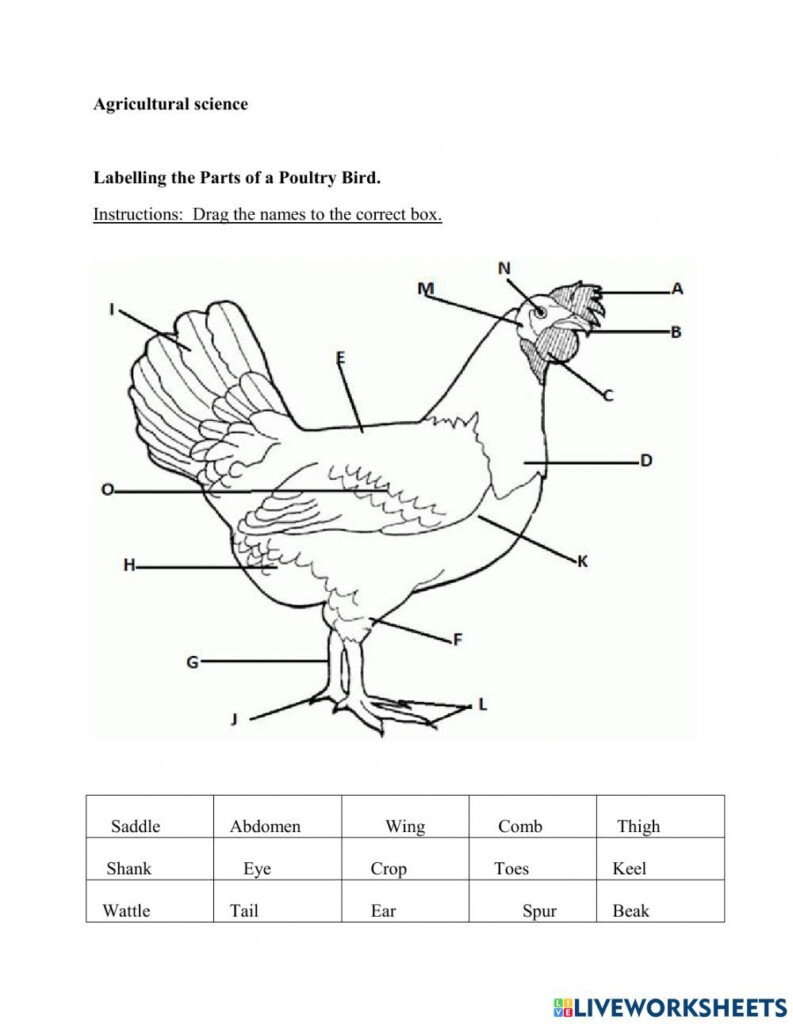 Labelling The Parts Of A Chicken Worksheet Ingles