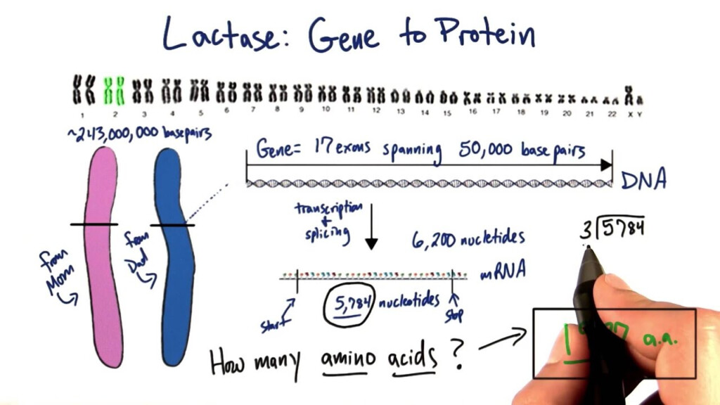 Lactase Gene Tales From The Genome YouTube
